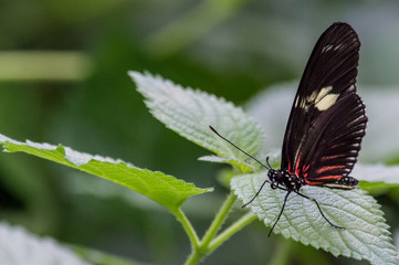 Farfalla (Nera e Rossa)