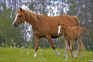 Naklejka na ściany i meble Chestnut Mare and few day old Foal walking together at pasture