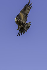 Aerial aerobatics by agile red kite bird of prey maneuvering in flight