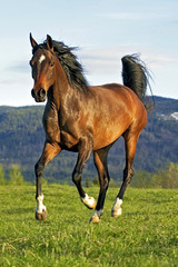 Bay Arabian Mare galloping in a field.