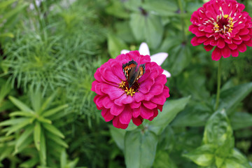 Bright beautiful red zinnia flower in the garden