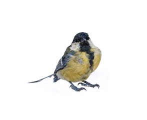 Small tit bird isolated