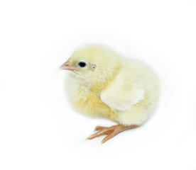 Nestlings little yellow chick
