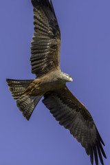 Aerial predator. Magnificent red kite bird of prey flying. Pictured from directly below (above camera).