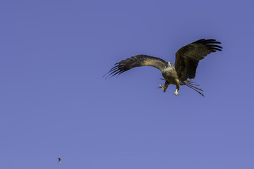 Aerobatic maneuver. Bird of prey catiching food mid-air.