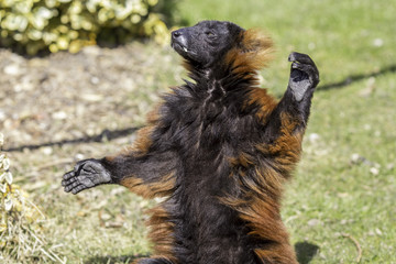 Red ruffed lemur warming with open arms © Ian Dyball