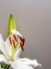 White lily with unopened bud on white