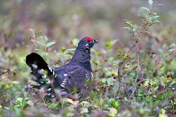Spruce Grouse in forest, standing in a batch of blueberry Bushes