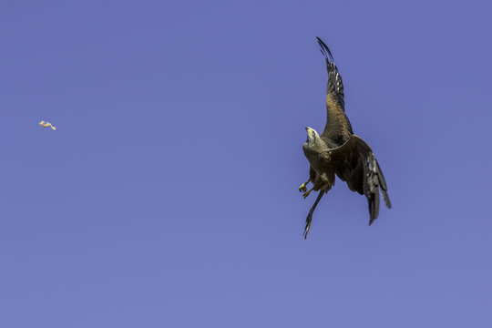 Bird of prey at speed catching food. Display of agility.