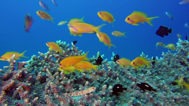 Colorful Underwater Seascape. Picture of a beautiful underwater colorful fishes lizardfish, scalefin anthias fish and corals in the tropical reef of the Red Sea, Dahab, Egypt.