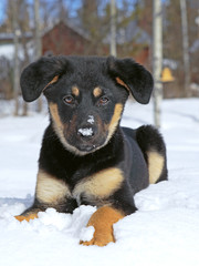 German Shepherd puppy, few month old, sitting , playing in snow.