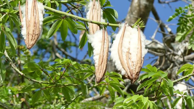 4K footage of Cotton sprouting from Ceiba on Tree 