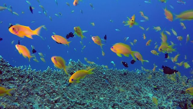 Colorful Underwater Seascape. Picture of a beautiful underwater colorful fishes damselfish, scalefin anthias fish and corals in the tropical reef of the Red Sea, Dahab, Egypt.