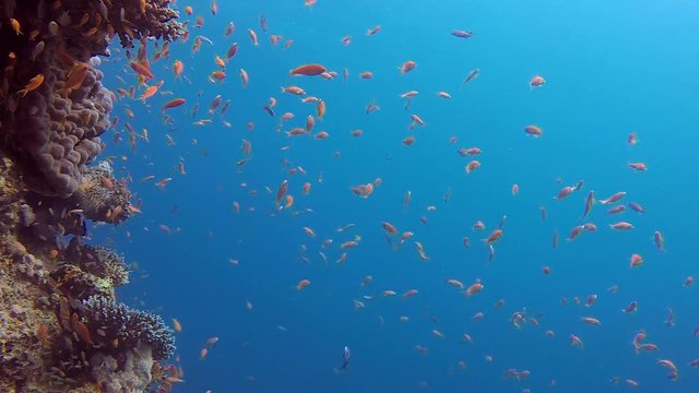 Tropical Blue Water  with Colorful Fishes. Picture of colorful fishes scalefin anthias and corals in the tropical reef of the Red Sea, Dahab, Egypt.
