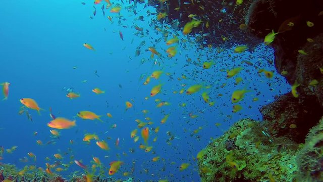 Underwater Sea Coral Reef. Picture of colorful  fishes scalefin anthias and glassfish in the tropical reef of the Red Sea, Dahab, Egypt.
