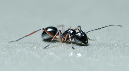 Ant, Black ant on the ground