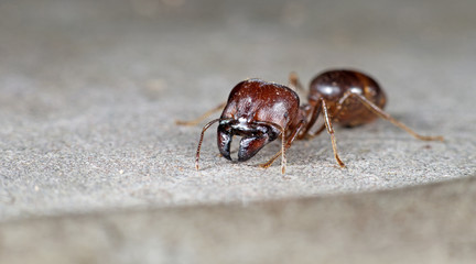 Ant, Red ant on the ground