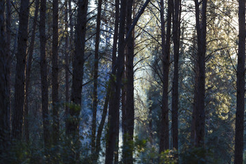 White and blue smoke in the forest rises between the trees