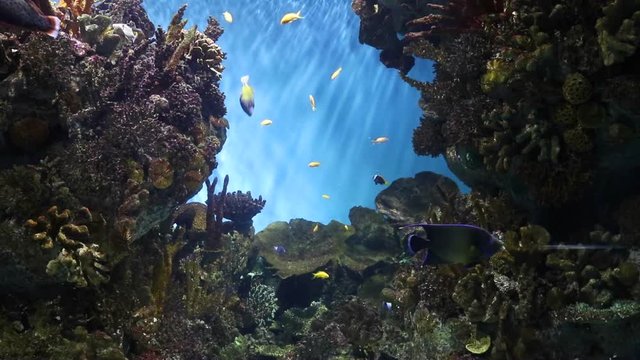 Aquarium, coral reefs, marine fishes swimming inside aquarium tank
