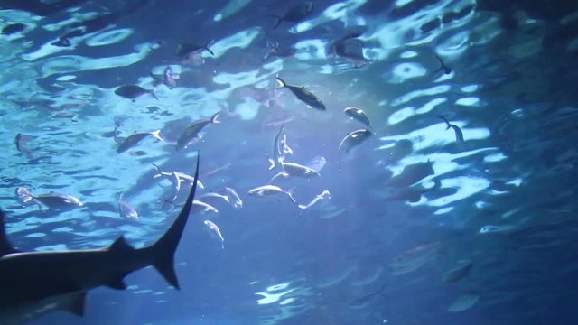 Aquarium. Shark and stingray swim symmetrically seen from underneath