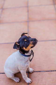 Perro bodeguero