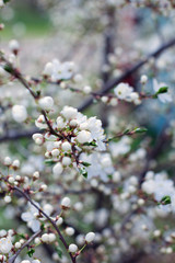 blossom spring-flowers with shallow depth of field
