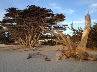 California / San Francisco / Bay Area