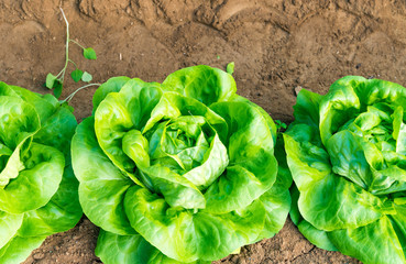 Green lettuce cultivation in a greenhouse