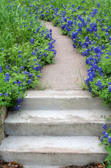 Bluebonnet Path