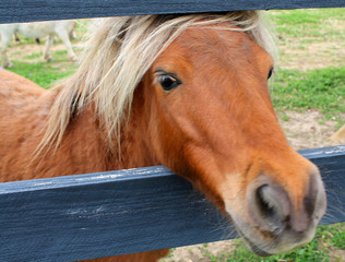 Pony