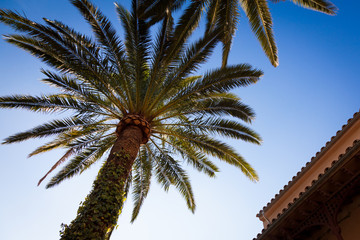 Palm, Mallorca, Spain 2014