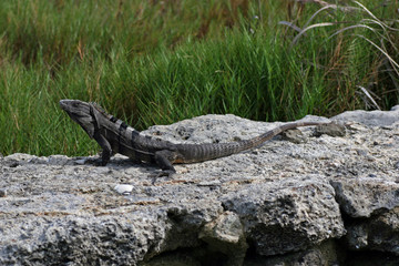 Iguana / Ambregris Caye, Belize 