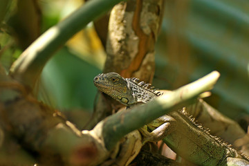 Green Iguana / San Ignacio, Belize