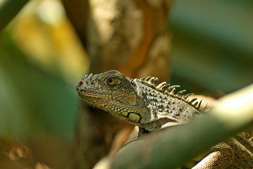 Green Iguana / San Ignacio, Belize