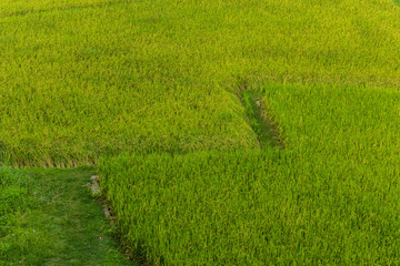 Obraz premium Rice terraces on mountain in Nan Province, northern of Thailand.