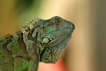 Green Iguana / San Ignacio, Belize