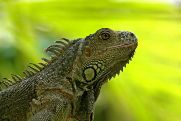 Green Iguana / San Ignacio, Belize