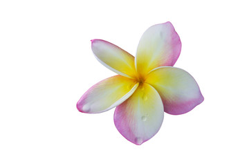 Isolated pink flower frangipani or plumeria bunch on white background