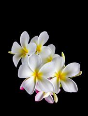 Obraz na płótnie Canvas Isolate beautiful charming white flower plumeria