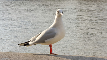 Seagull on the River Thames, London.