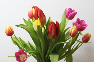 Tulpenblüten - Tulpenstrauss