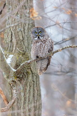 The great grey owl in the golden light. The great gray is a very large bird, documented as the world's largest species of owl by length. Here it is seen searching for prey in Quebec's harsh winter.