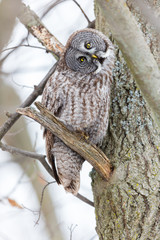 The great grey owl in the golden light. The great gray is a very large bird, documented as the world's largest species of owl by length. Here it is seen searching for prey in Quebec's harsh winter.