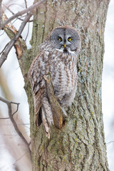 The great grey owl in the golden light. The great gray is a very large bird, documented as the world's largest species of owl by length. Here it is seen searching for prey in Quebec's harsh winter.