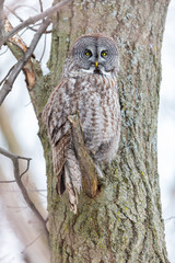 The great grey owl in the golden light. The great gray is a very large bird, documented as the world's largest species of owl by length. Here it is seen searching for prey in Quebec's harsh winter.