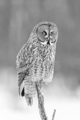 The great grey owl in the golden light. The great gray is a very large bird, documented as the world's largest species of owl by length. Here it is seen searching for prey in Quebec's harsh winter.