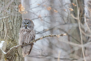 The great grey owl in the golden light. The great gray is a very large bird, documented as the world's largest species of owl by length. Here it is seen searching for prey in Quebec's harsh winter.