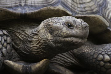 Tortoise face in profile close up