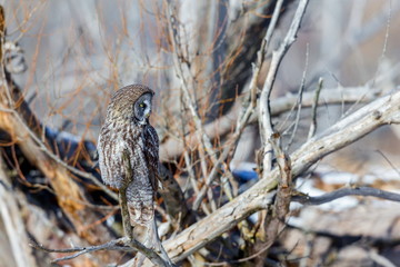 The great grey owl in the golden light. The great gray is a very large bird, documented as the world's largest species of owl by length. Here it is seen searching for prey in Quebec's harsh winter.