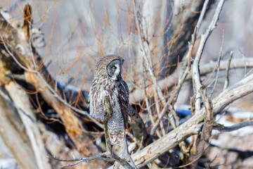 The great grey owl in the golden light. The great gray is a very large bird, documented as the world's largest species of owl by length. Here it is seen searching for prey in Quebec's harsh winter.